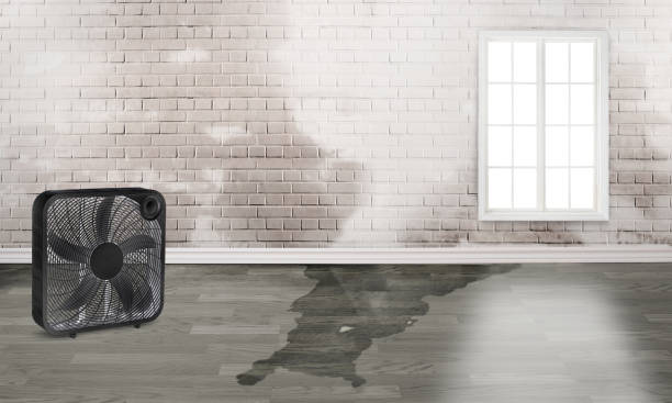 Best Water damage restoration near me  in Langdon, ND